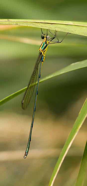 Synlestes selysi